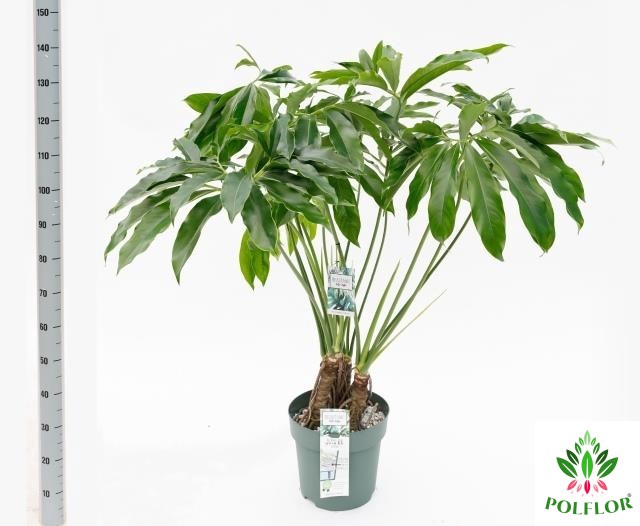 Philodendron Funny Bunny 30Ø 130cm