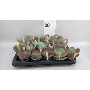 Kalanchoe NF thyrsiflora