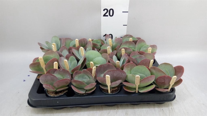 <h4>Kalanchoe NF thyrsiflora</h4>