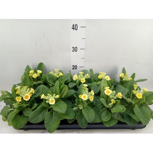 Primula veris 'Veris'
