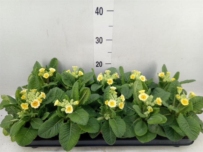 <h4>Primula veris 'Veris'</h4>