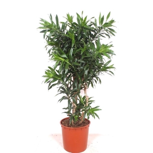 Dracaena Reflexa