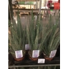 ALOE VERA BARBADENSIS