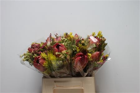 <h4>Protea Sylvia</h4>