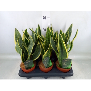 Sansevieria trifa. 'Futura Superba'