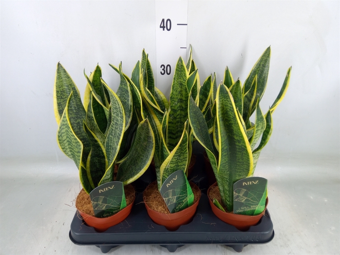 <h4>Sansevieria trifa. 'Futura Superba'</h4>