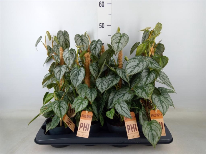 <h4>Philodendron brandtianum</h4>