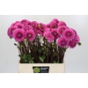 Dahlia Sandra