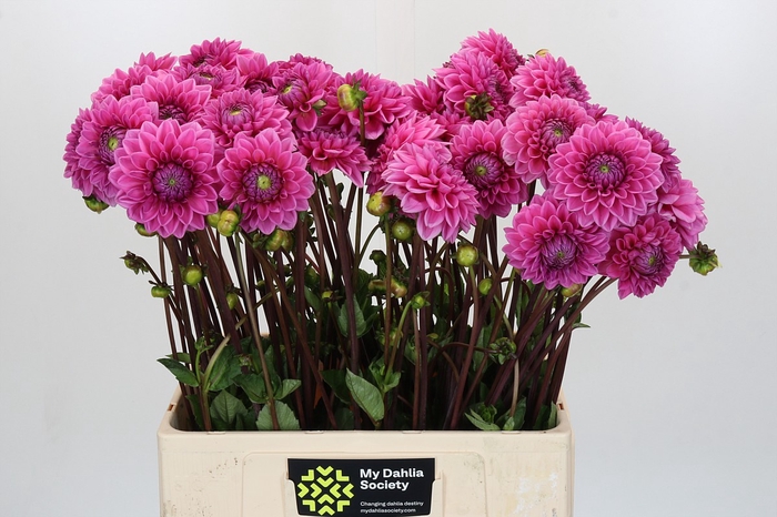 <h4>Dahlia Sandra</h4>