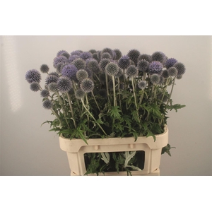 Echinops Ritro