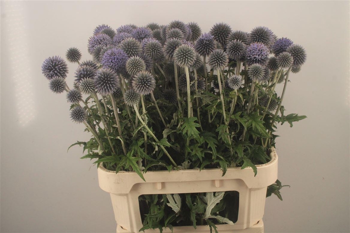 <h4>Echinops Ritro</h4>
