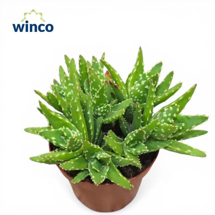 <h4>Aloe Mitriformis Ssp. Group</h4>