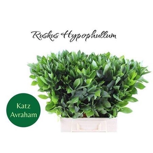 Ruscus Hypophyllum