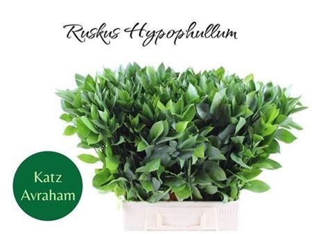 <h4>Ruscus Hypophyllum</h4>