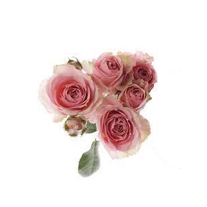 ROSA SPRAY PINK IRISCHKA 040 CM
