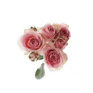 ROSA SPRAY PINK IRISCHKA 040 CM