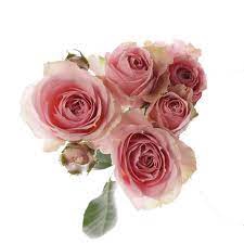 <h4>ROSA SPRAY PINK IRISCHKA 040 CM</h4>
