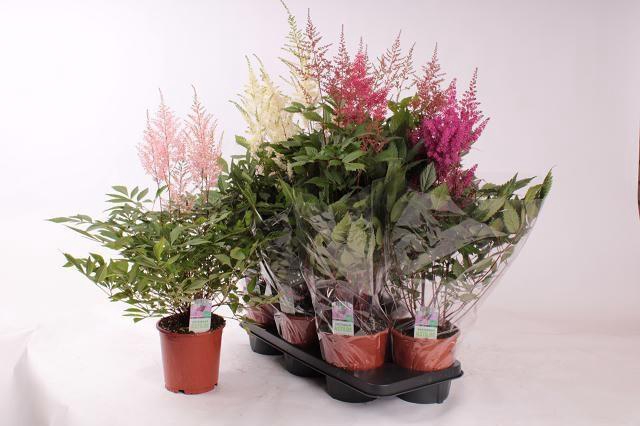 <h4>ASTILB GEM 4 KL</h4>