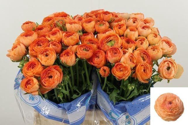 <h4>RAN SU NUANCE</h4>