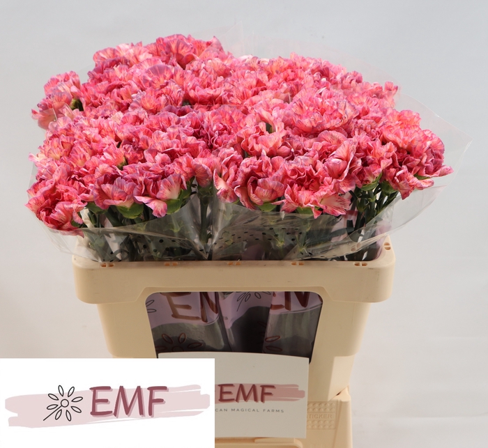 <h4>DI ST OCASO+</h4>