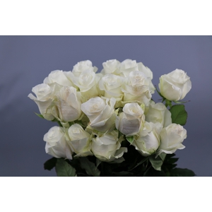 Rosa ec akito