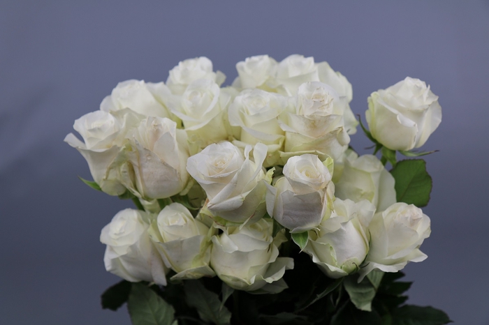 <h4>Rosa ec akito</h4>