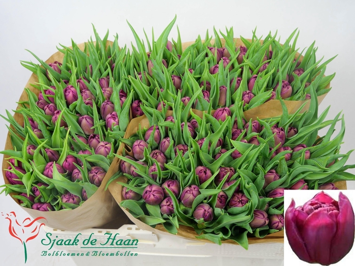 <h4>TU DU WORLD BOWL</h4>