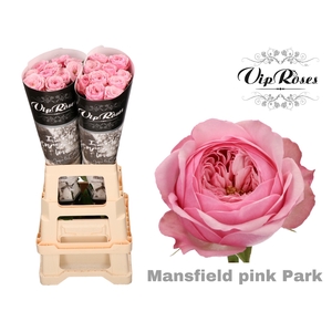R KL PINK MANSFI PARK x 20