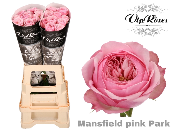R KL PINK MANSFI PARK x 20