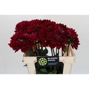 Dahlia Barbarossa