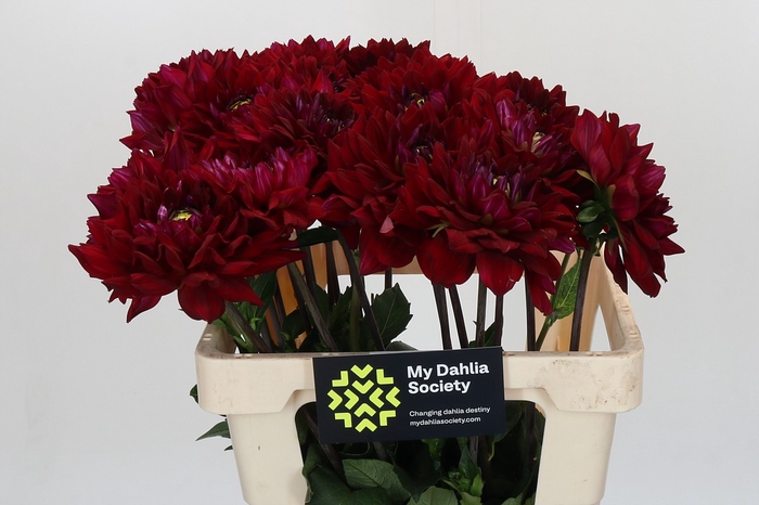 Dahlia Barbarossa