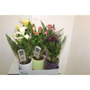 ** Zant Gem 4+ Decopot * Spring Deal *