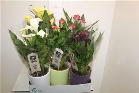 <h4>** Zant Gem 4+ Decopot * Spring Deal *</h4>