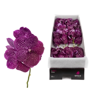 Vanda Crimson Love X16