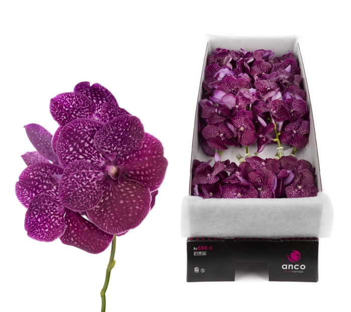 <h4>Vanda Crimson Love X16</h4>