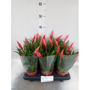 Vriesea  'Astrid'