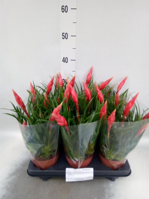 <h4>Vriesea 'Astrid'</h4>