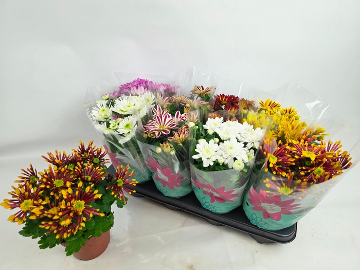 <h4>CHRYS GEM 6 KL</h4>