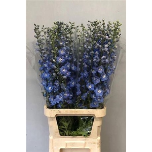 Delphinium Centurion Skyblue
