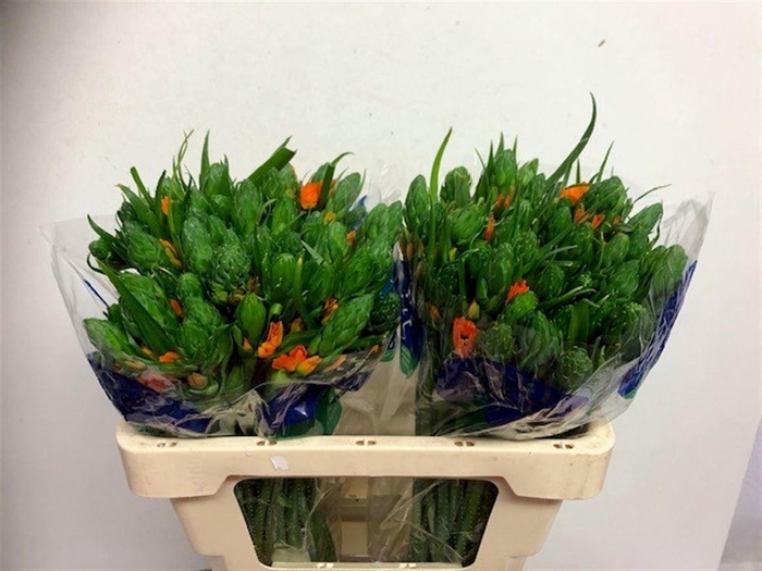 <h4>ORNIT DB SUNSHINE</h4>