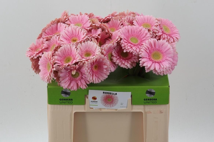 <h4>Ge Gr Romella</h4>