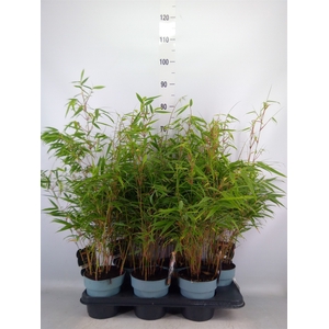 Fargesia rufa