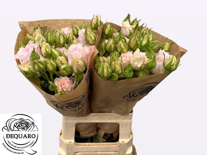 <h4>R TR COUT SPI PEONIA</h4>