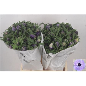 Anemone Mistral Azzurr Pale Blue