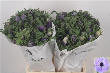 <h4>Anemone Mistral Azzurr Pale Blue</h4>
