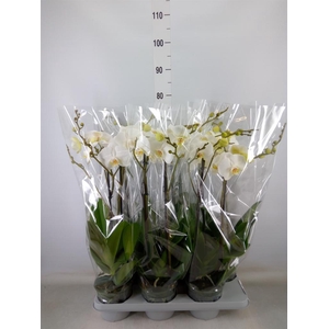 Phalaenopsis   ...white
