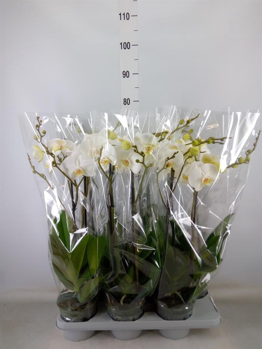 <h4>Phalaenopsis   ...white</h4>