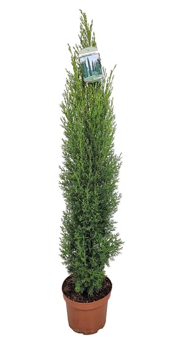 <h4>Cupressus Sempervirens Totem</h4>