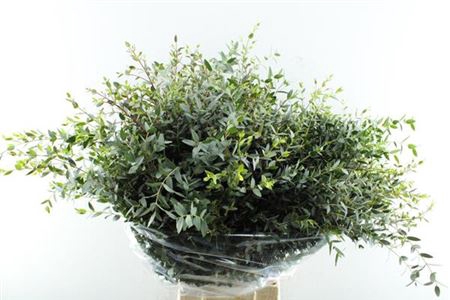 <h4>Euc Parvifolia P Bs</h4>