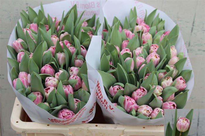 <h4>Tu Du Endless Love</h4>